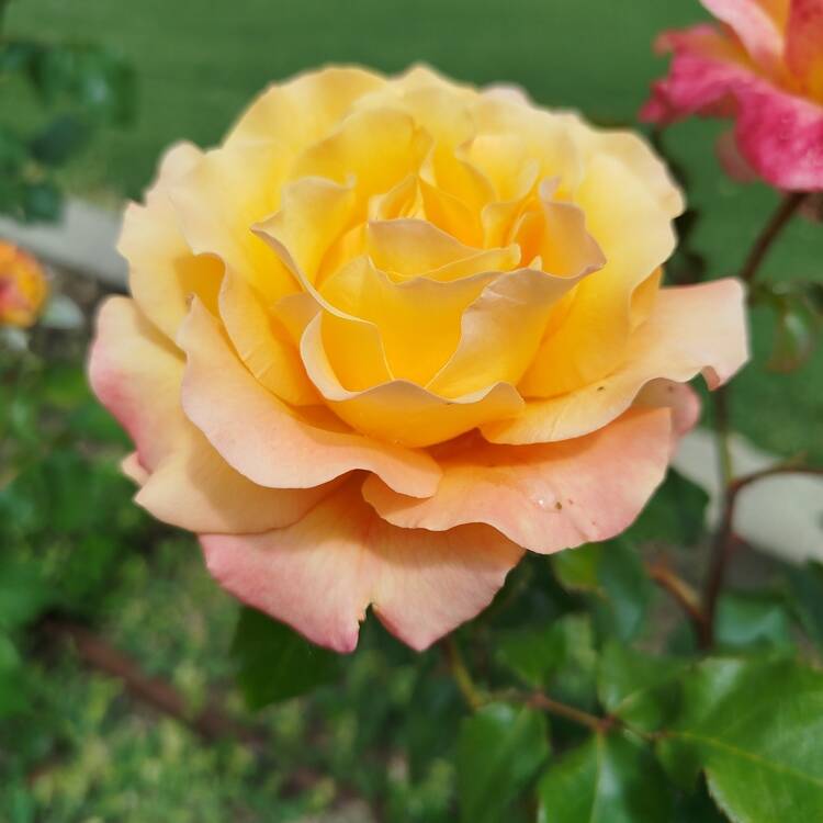 Foto de perfil de Laura