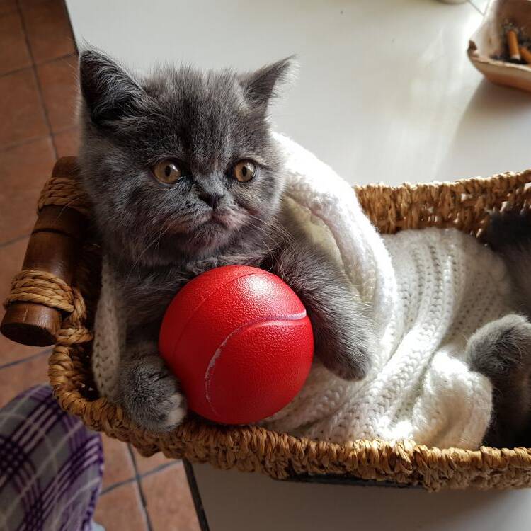Foto de perfil de Kirox