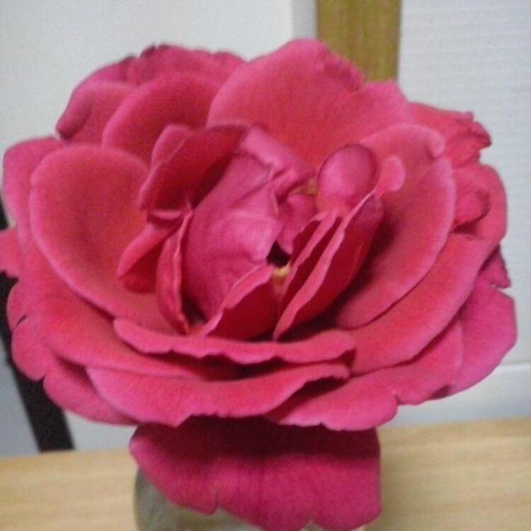 Foto de perfil de ELENA