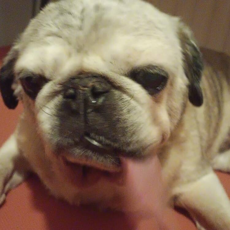 Foto de perfil de Elcorreveydile