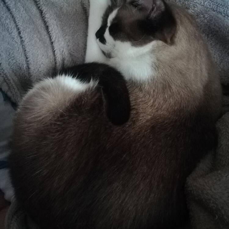 Foto de perfil de heleluna