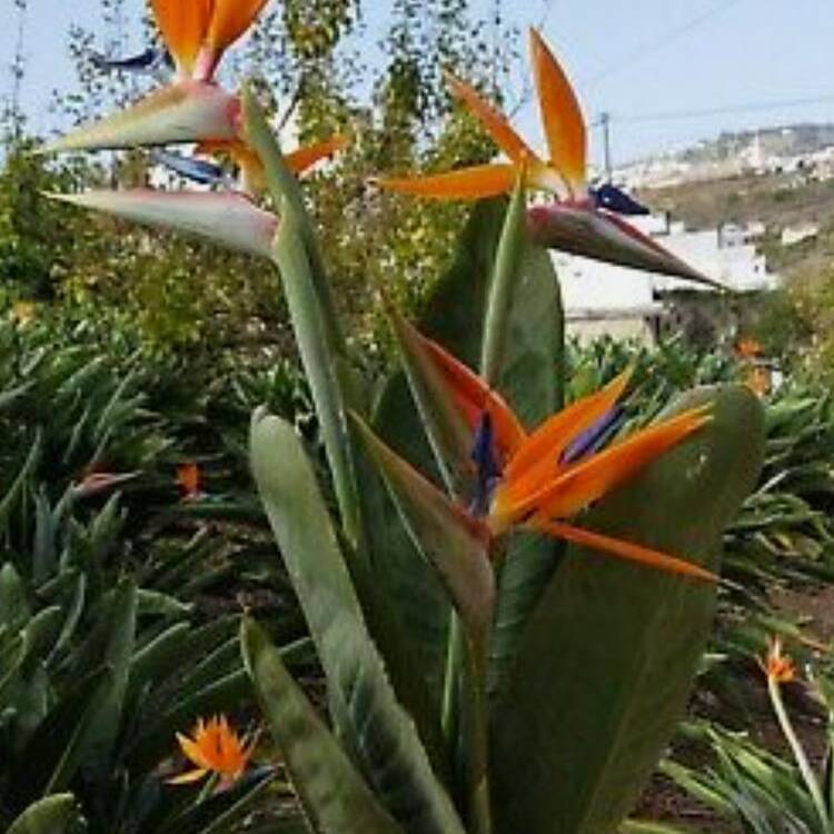 Foto de perfil de mery40