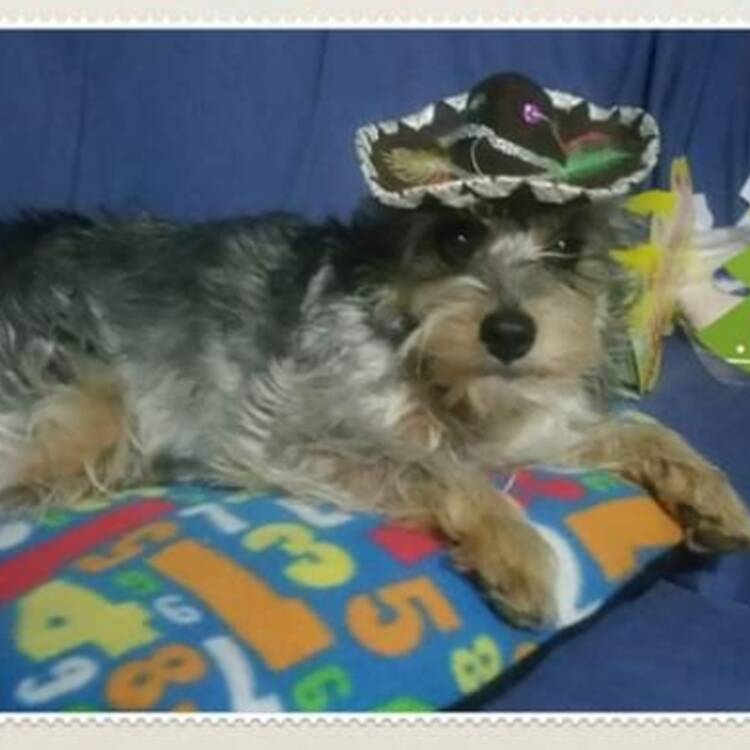 Foto de perfil de Lua55