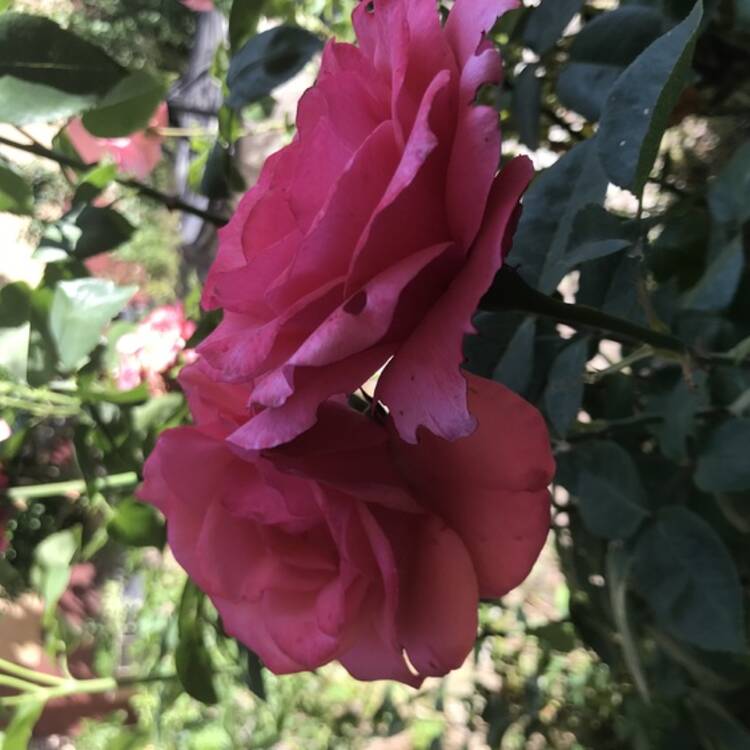 Foto de perfil de Isabel