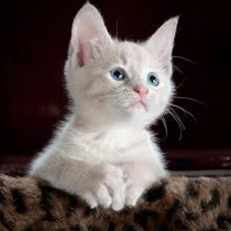 Foto de perfil de M