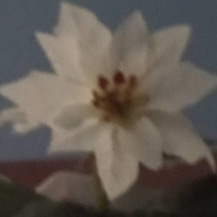 Foto de perfil de Susana
