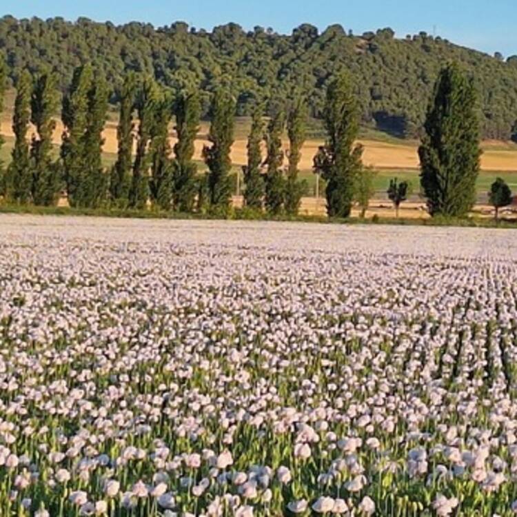Foto de perfil de begoña