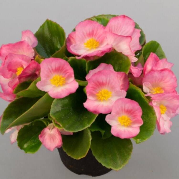 Foto de perfil de Begonia