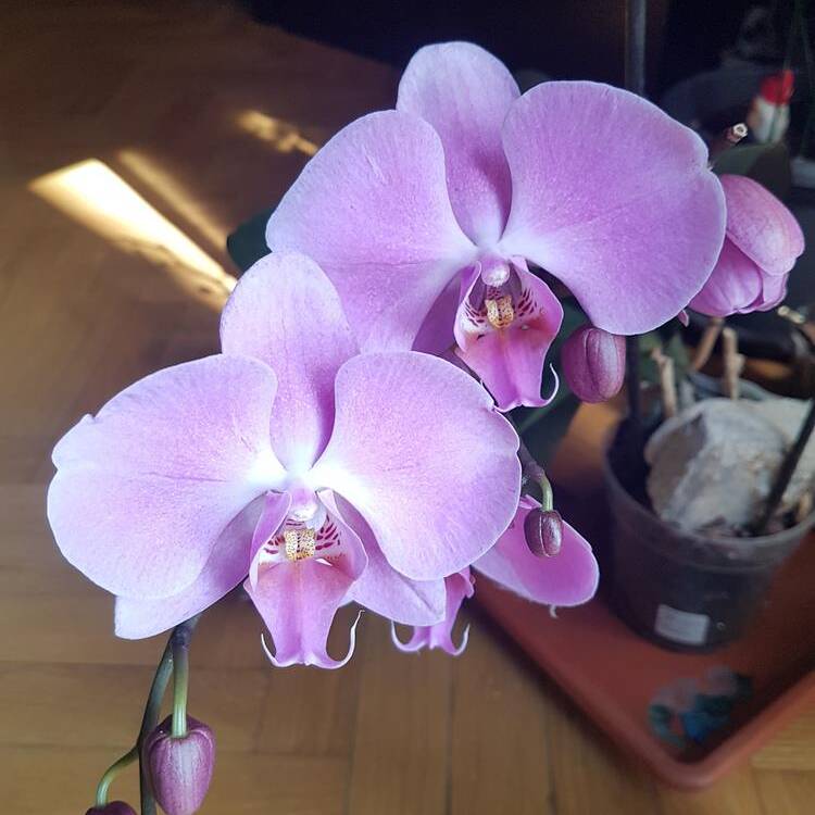 Foto de perfil de Laura