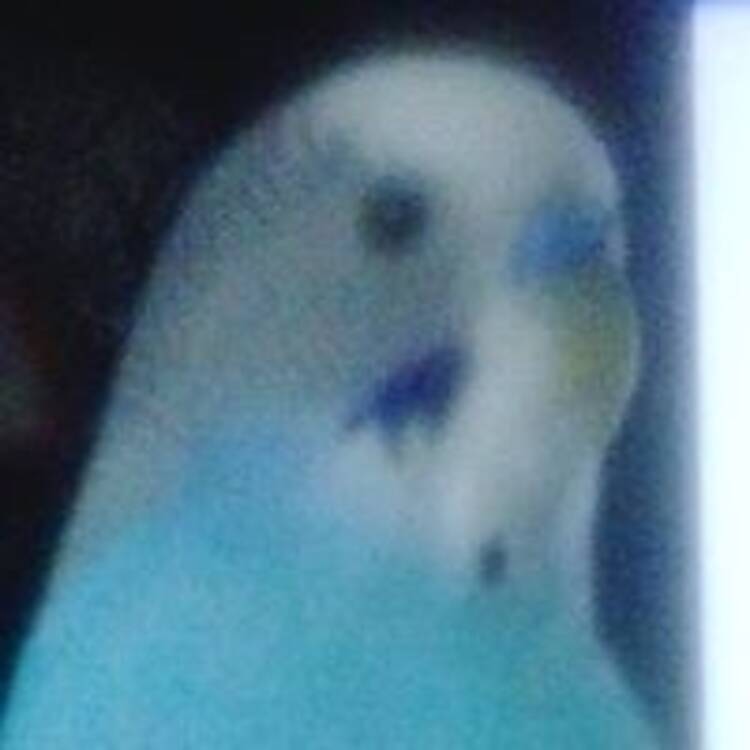 Foto de perfil de Ludovico Mastropiero