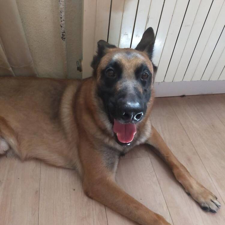 Foto de perfil de carlos