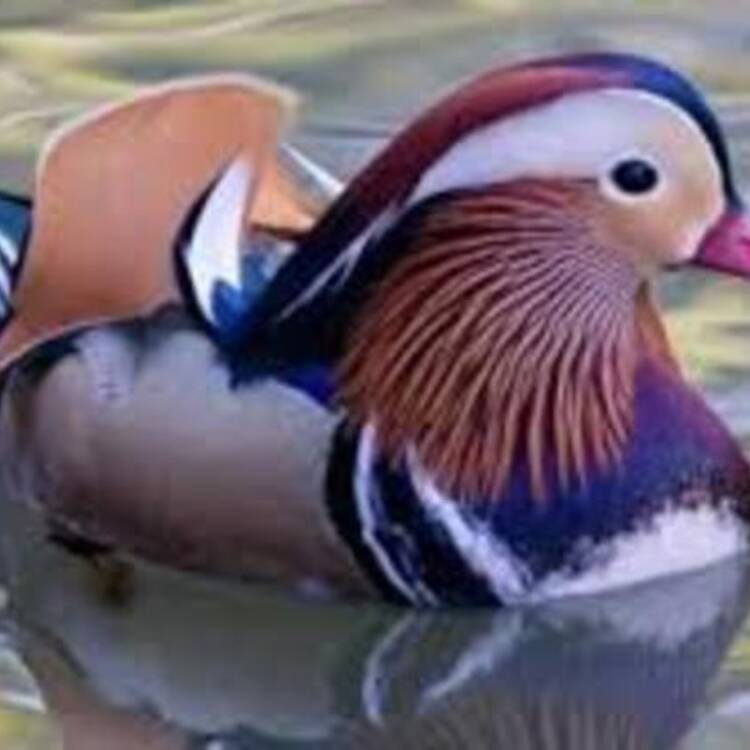 Foto de perfil de MARVET
