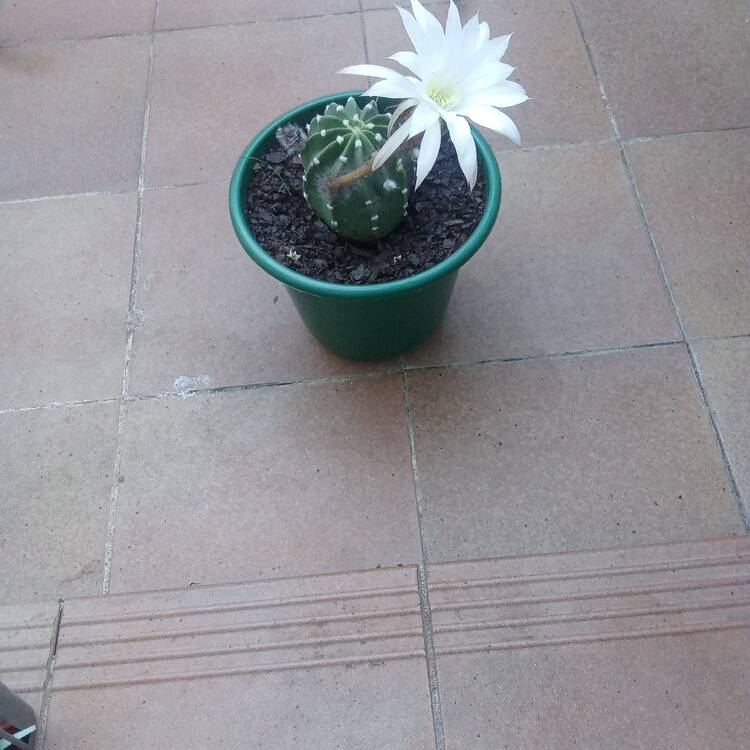 Foto de perfil de Yomisma