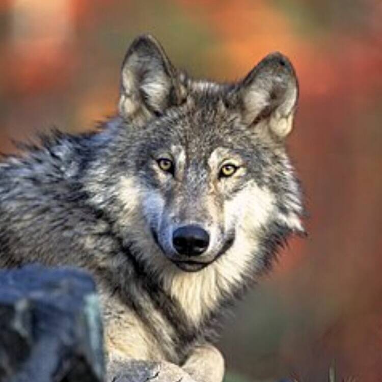 Foto de perfil de LOBO45