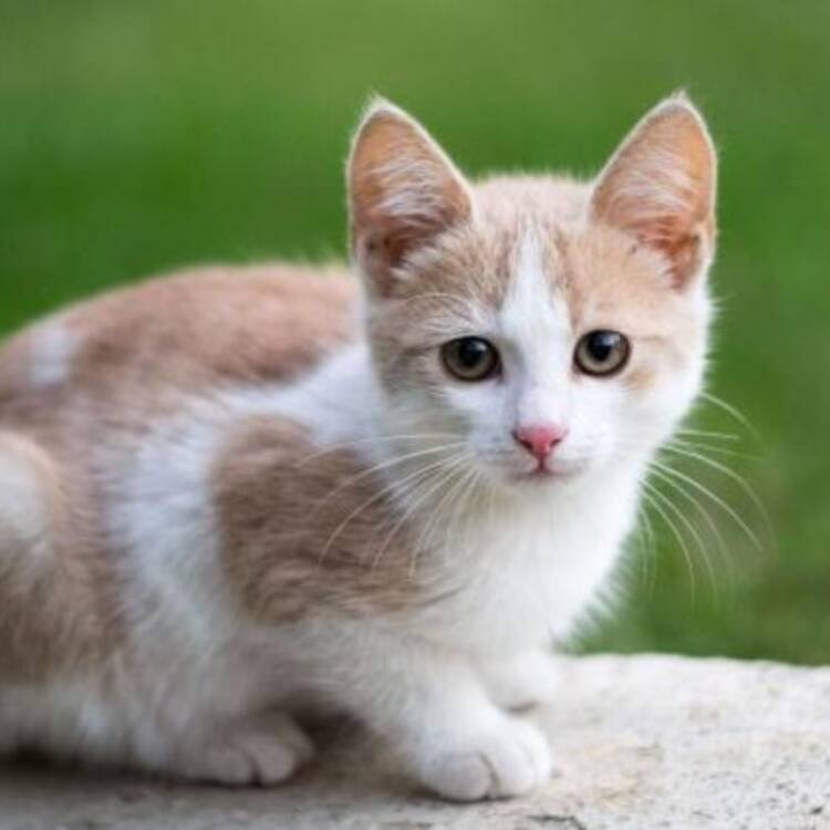 Foto de perfil de kitty