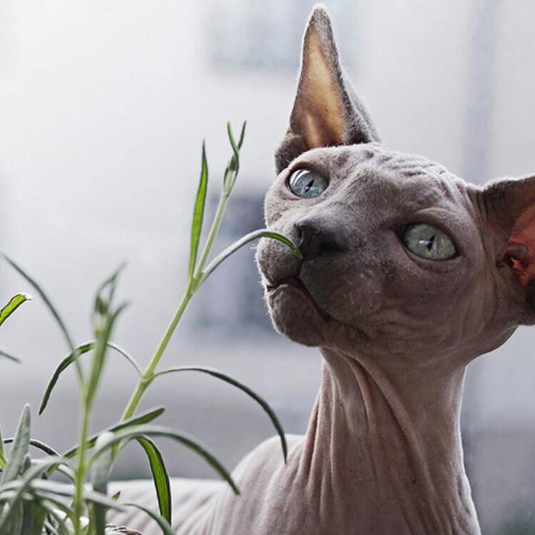 Foto de perfil de tomahielo