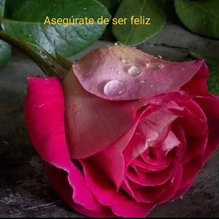 Foto de perfil de francisco