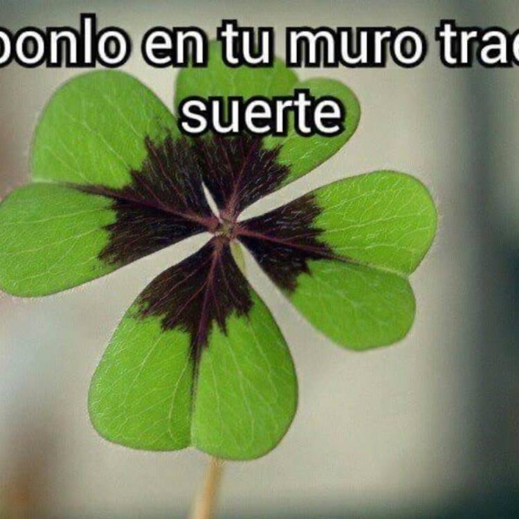 Foto de perfil de Luna