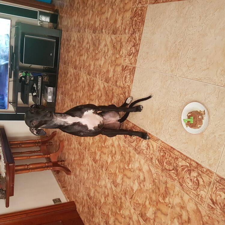 Foto de perfil de Goyo