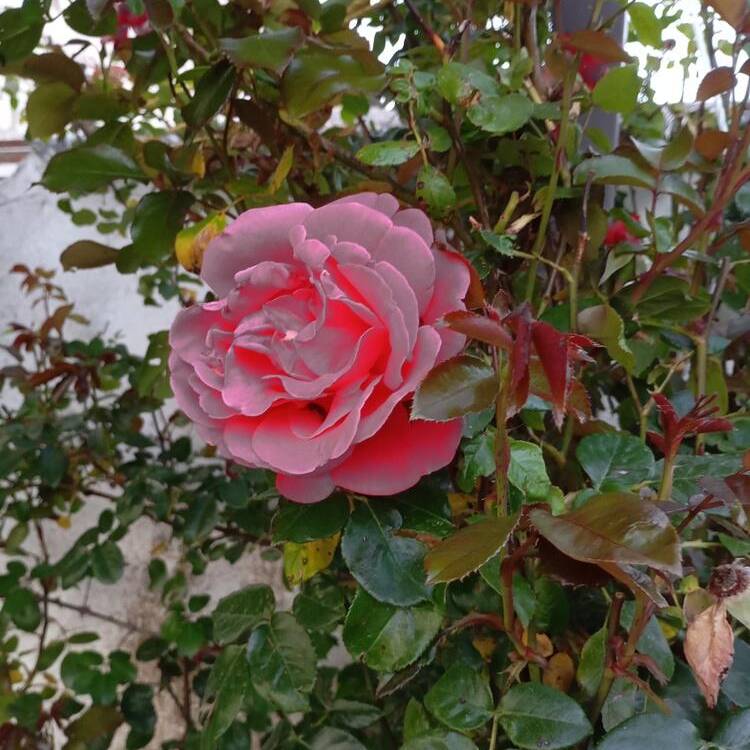 Foto de perfil de Sonia