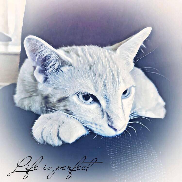 Foto de perfil de suneka
