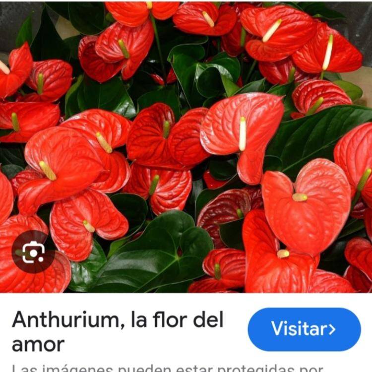 Foto de perfil de elena