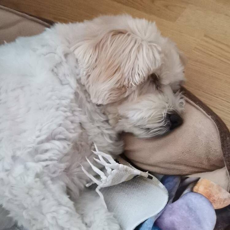 Foto de perfil de Carlos