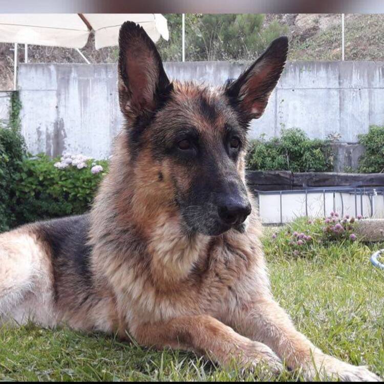 Foto de perfil de Carlos