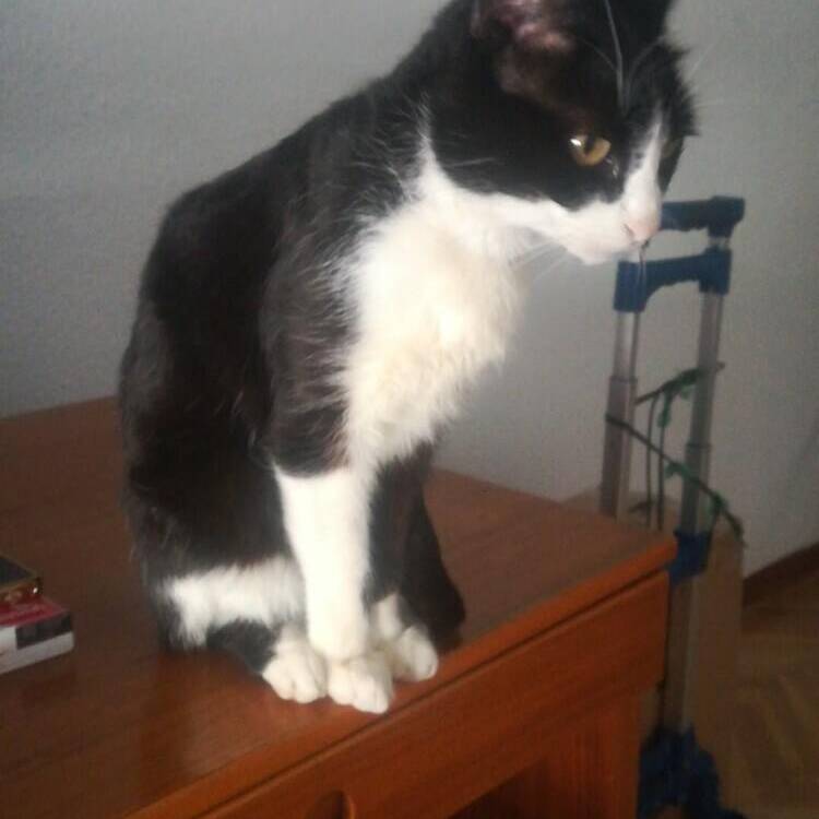 Foto de perfil de JOSE ANTONIO