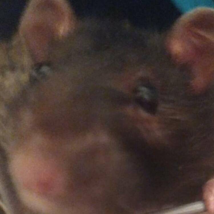 Foto de perfil de Pablo