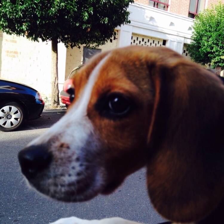 Foto de perfil de Rosalia