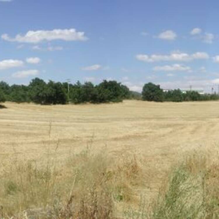 Foto de perfil de Pucelano