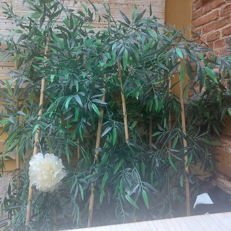 Foto de perfil de Paz