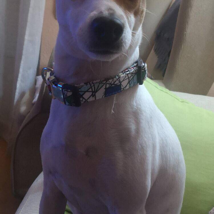 Foto de perfil de Conce Carrasco