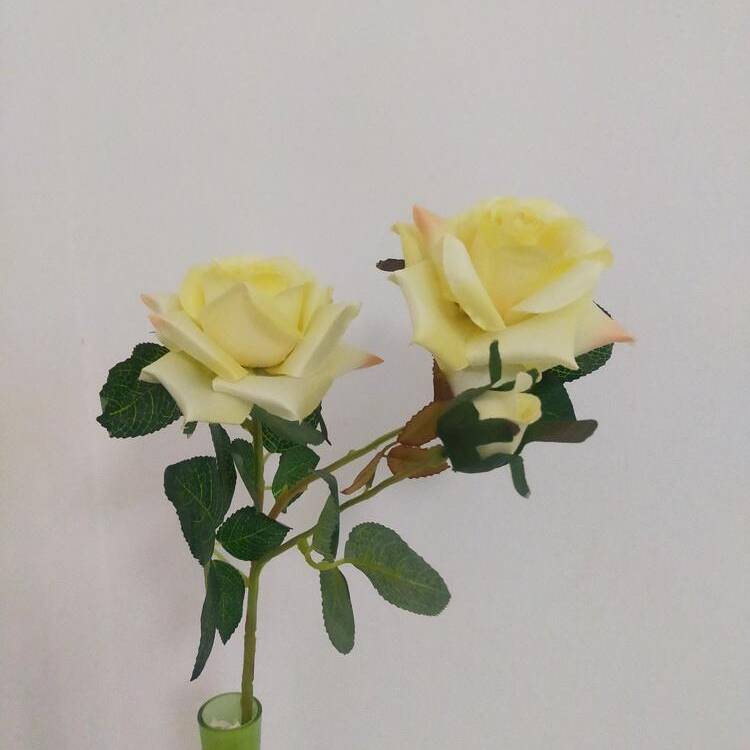 Foto de perfil de Rosa