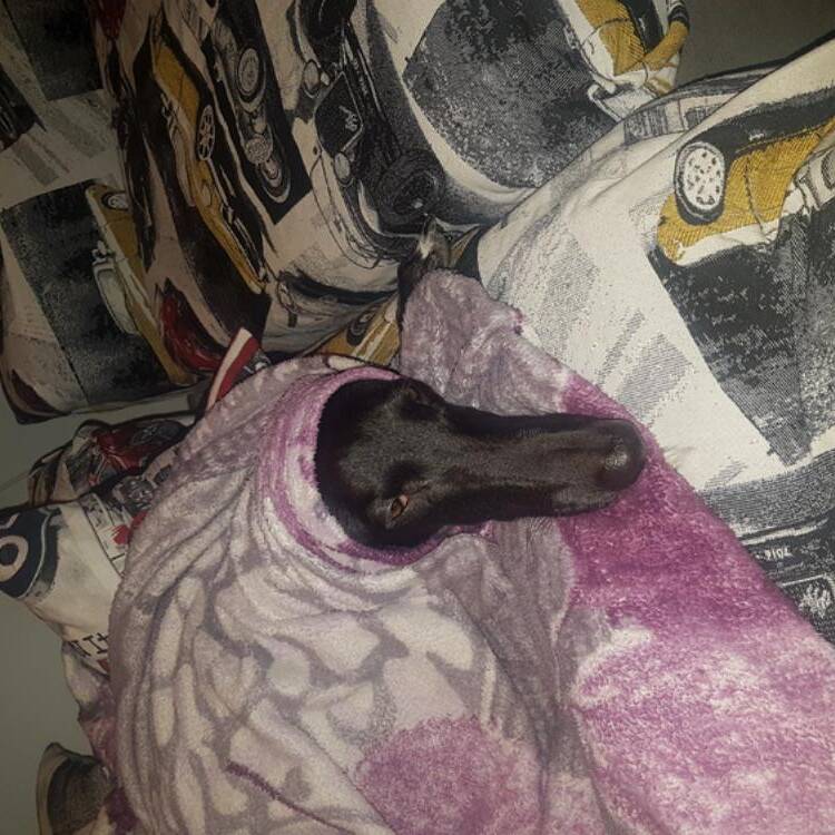Foto de perfil de Gregorio espeso