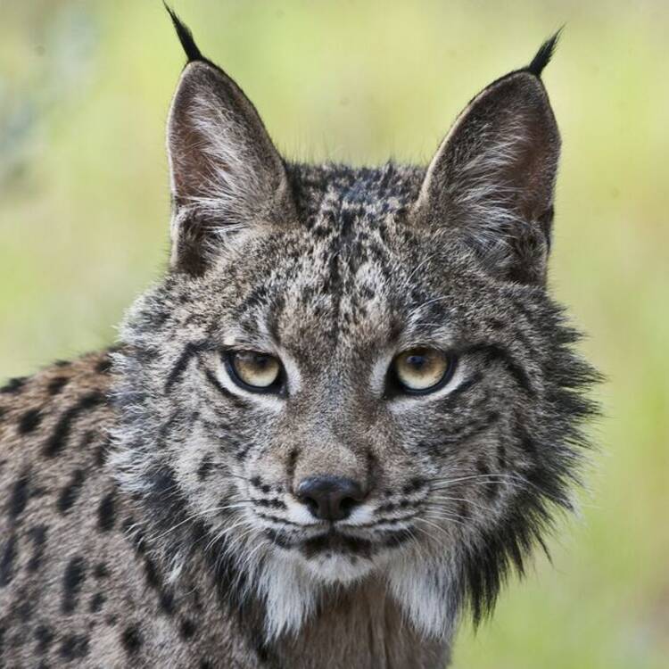 Foto de perfil de lince