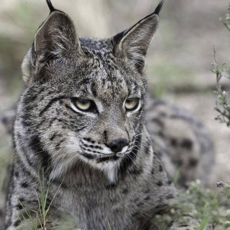 Foto de perfil de lince