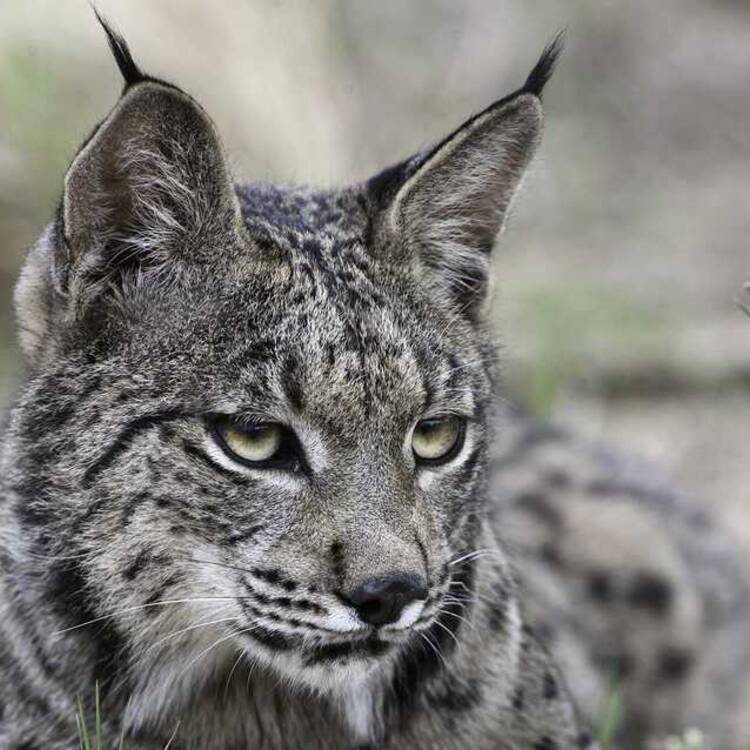 Foto de perfil de Javier