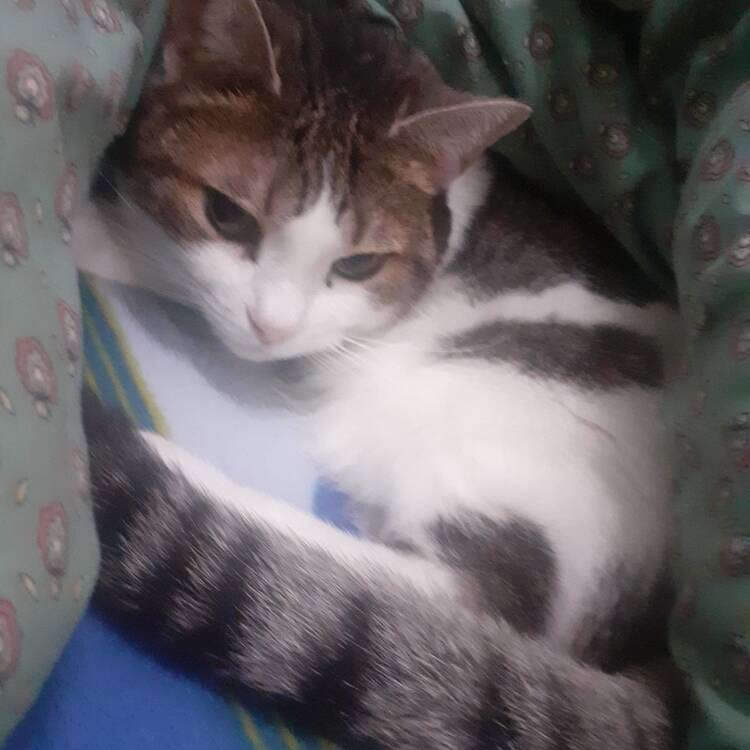 Foto de perfil de Reyes