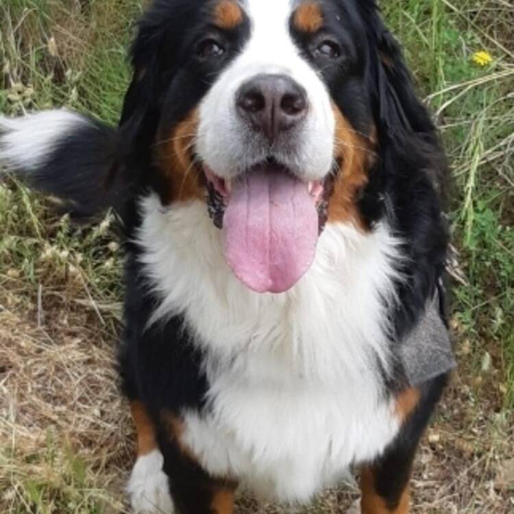 Foto de perfil de bea