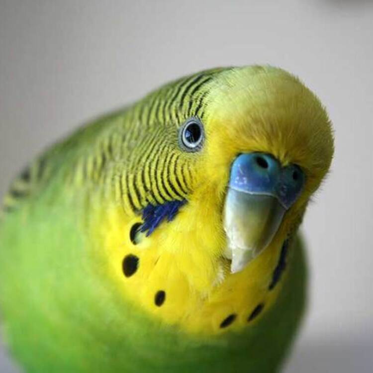 Foto de perfil de mariangeles