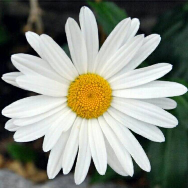 Foto de perfil de Margarita