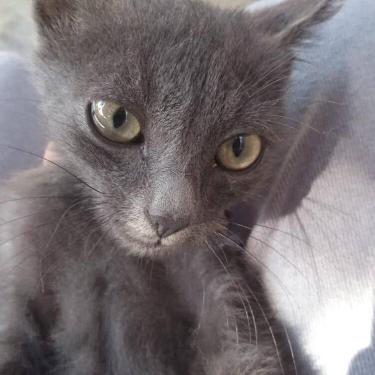 Foto de perfil de Walido