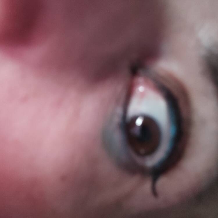 Foto de perfil de Caperucita