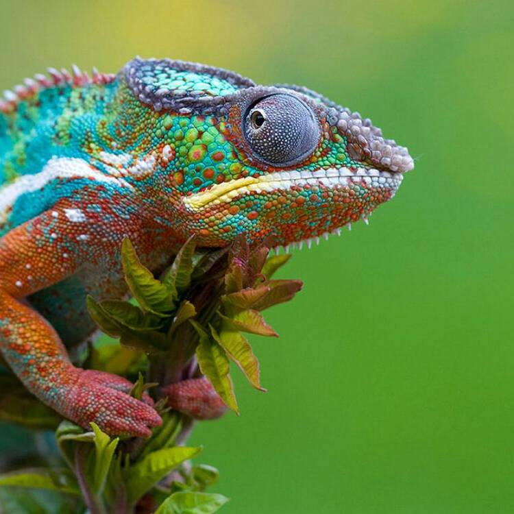 Foto de perfil de Ingenius