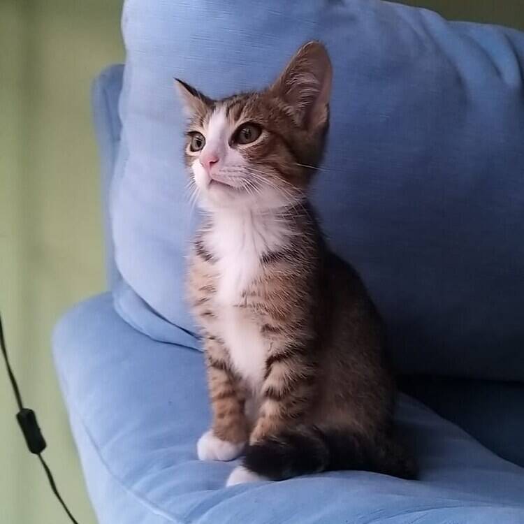 Foto de perfil de fernando