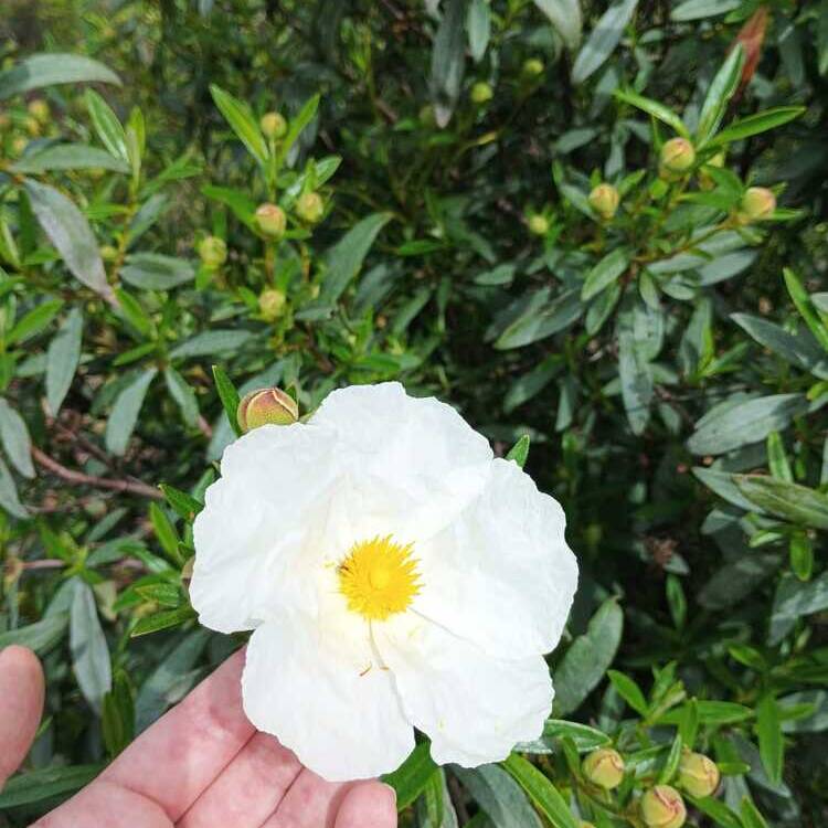 Foto de perfil de Anais