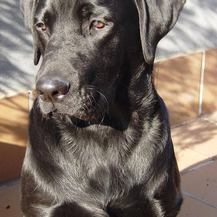 Foto de perfil de ELLIS