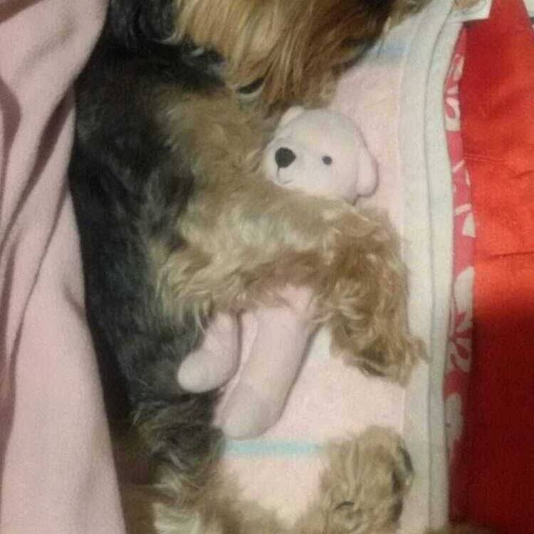 Foto de perfil de pedro